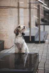 portrait of Petit Basset Griffon Vandeen dog