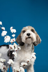 Petit Basset Griffon Vandeven dog on a blue background with flowers
