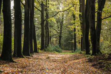 avenue in autumn with beeches in nature reserve Kruissbergse Bossen
