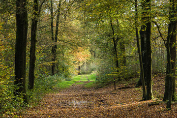 avenue in autumn with beeches in nature reserve Kruissbergse Bossen - obrazy, fototapety, plakaty