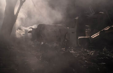 Urban cow on a trashyard in India disguised in smoke picture is taken 1990.