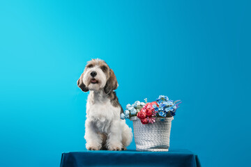 Petit Basset Griffon Vandeven dog on a blue background with flowers