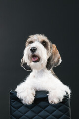Petit Basset Griffon Vandeven dog on a black background