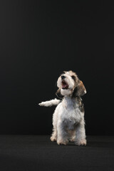 Petit Basset Griffon Vandeven dog on a black background playing
