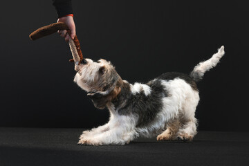 Petit Basset Griffon Vandeven dog on a black background playing
