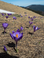 first spring flowers crocuses against the background of mountains