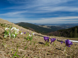 first spring flowers crocuses against the background of mountains