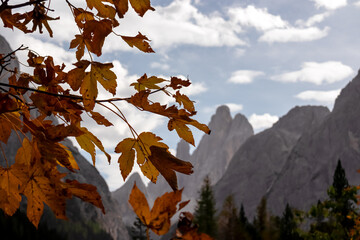 Golden colored leaves in autumn with scenic view of majestic rugged mountain peaks of Sexten Dolomites, Bolzano, South Tyrol, Italy, Europe. Hiking in panoramic Fischleintal near Moos, Italian Alps - obrazy, fototapety, plakaty