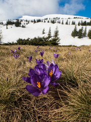 first spring flowers crocuses against the background of mountains