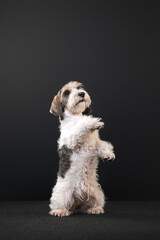 Petit Basset Griffon Vandeven dog on a black background