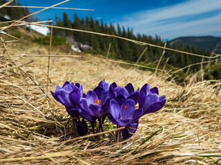 first spring flowers crocuses against the background of mountains