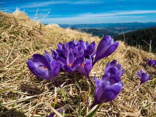 first spring flowers crocuses against the background of mountains