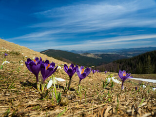 first spring flowers crocuses against the background of mountains