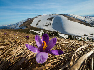 first spring flowers crocuses against the background of mountains