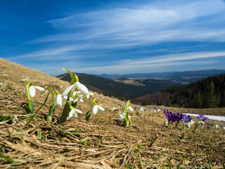 OLYfirst spring flowers crocuses against the background of mountains 