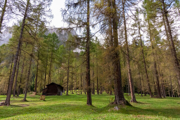 Wooden hut on alpine meadow surrounded by idyllic conifer forest. Scenic view of majestic mountain...