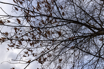 windy weather in the winter park oak trees