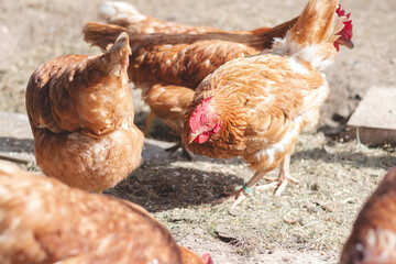 Domestic chicken with brown and white feathers running around the yard in the free range. Organic chickens. Homegrown eggs. Funny expression