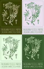 Set of drawing VALERIANA PLEIJELII KREYER in various colors. Hand drawn illustration. The Latin name is VALERIANA SAMBUCIFOLIA MIKAN.