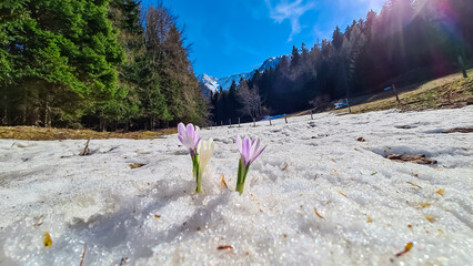 Field of white crocuses flowers in full bloom on idyllic alpine meadow in Bärental. View of snow...