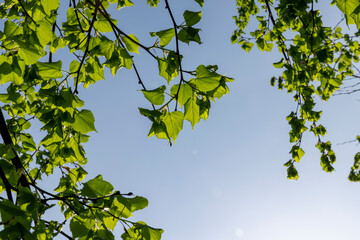 a flowering linden tree in the spring season, a spring park