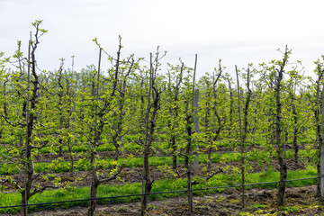 Fototapeta premium apple trees in the orchard in cloudy weather