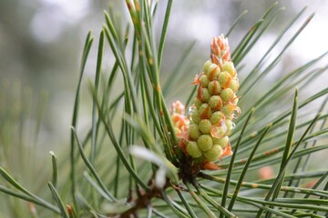 Scots pine - Male flowers with pollen
