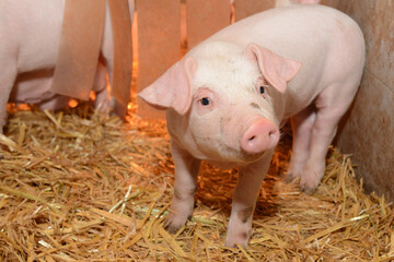 Piglet - a young pig stands on straw on a pig farm