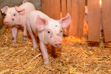 Young bio pigs - cute piglets