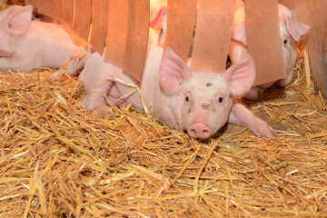 pigsty - pig farm - bio pig