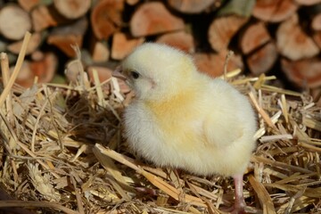 Yellow easter chick - Newborn chicken on straw in a rural setting
