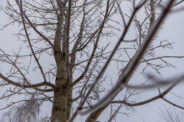 trees during cold weather in dim light in winter