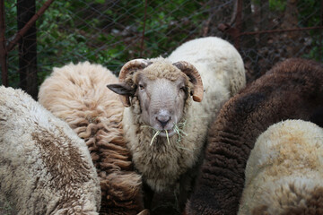 Herd of sheep. Ram and sheep eating grass in a corral. Domestic farm animals. Sheep cattle.