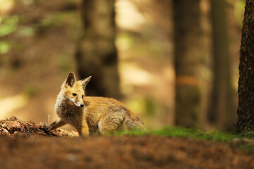 Young red fox seeking for prey in forest - Vulpes vulpes