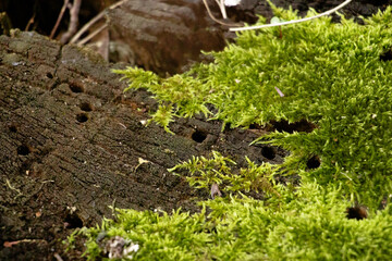 stump with moss in the forest