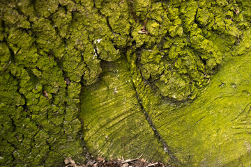 green bark on a tree