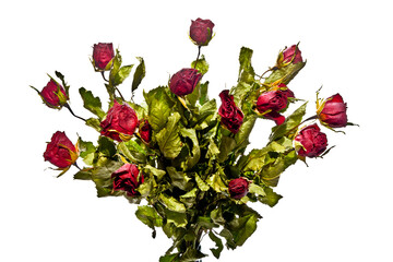 Dried bouquet of red roses isolated