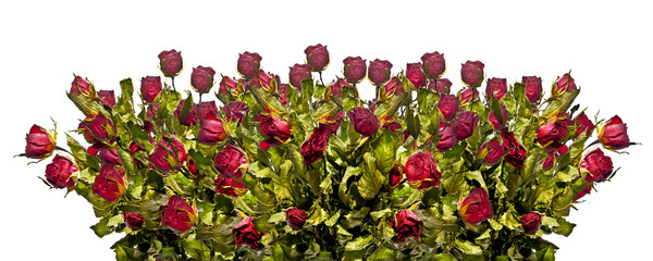 Dried bouquet of red roses in row  isolated