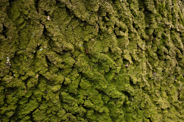 texture green bark on a tree