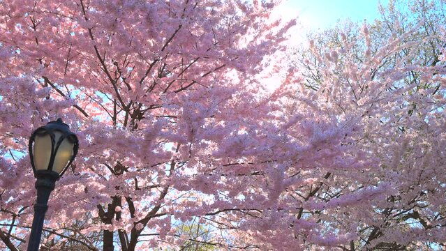 NEW YORK, NEW YORK, USA - APRIL 9 2023: Full bloomed Yoshino Cherry Blossoms are illuminated by Evening light in Central Park in early spring season in New York City.
