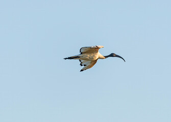 A Sacred Ibis in Flight Over the Okavango Delta