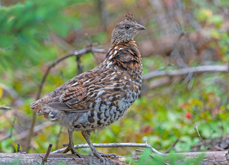 Ruffed Grouse in the Great North Woods