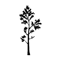 Obraz premium Pine Tree Silhouette Vector Clipart.