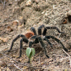 Aranha-caranguejeira 