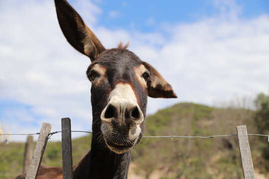 Very funny donkey portrait. Farm animal. Closeup of brown mule with light blue sky background and copy space.