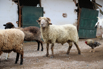 Ram, sheep, goat and rooster on a farm. Domestic animals. Sheep and goat industry. Textile industry.