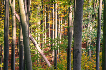 Buchenwald mit Laubfärbung im Herbst. Landschaft im Harz