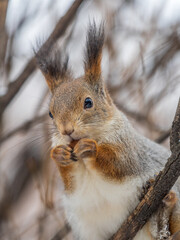 The squirrel with nut sits on tree in the winter or late autumn
