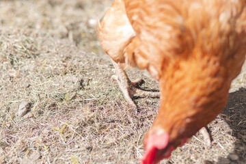 Domestic chicken with brown and white feathers running around the yard in the free range. Organic chickens. Homegrown eggs. Funny expression