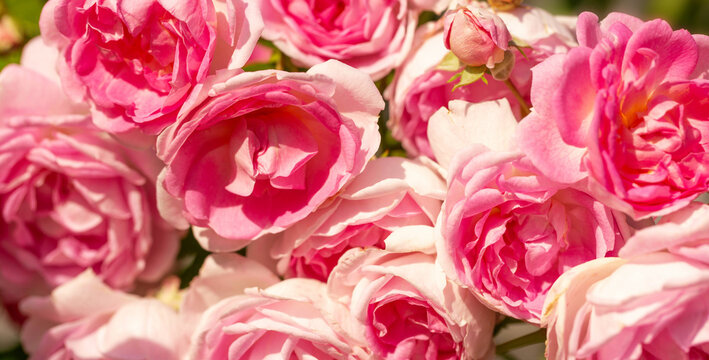 Climbing Jasmina roses blooming in the garden. Abundantly blooming rose close-up, romantic background